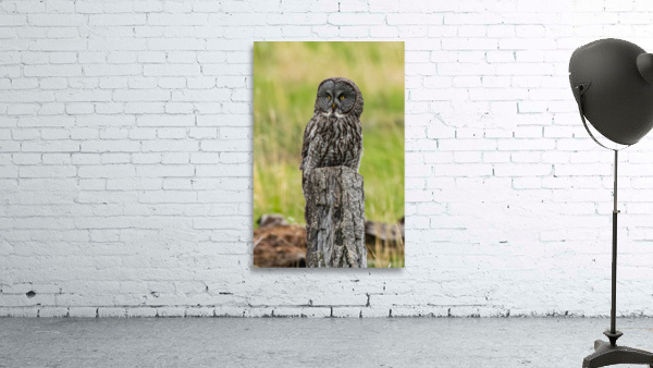 Great Gray Owl Wall Preview