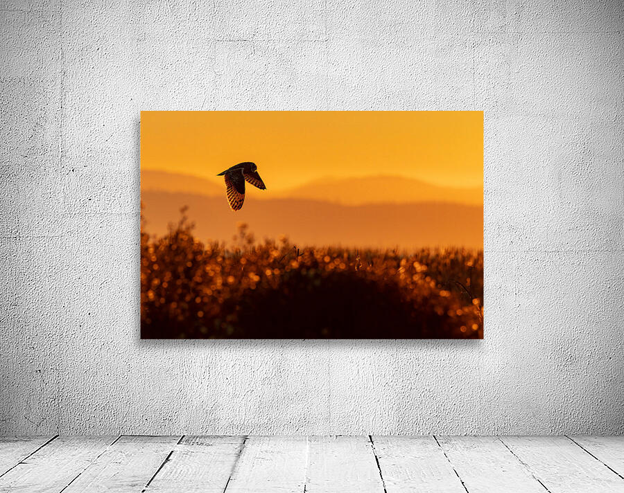 Short-eared Owl Wall Preview