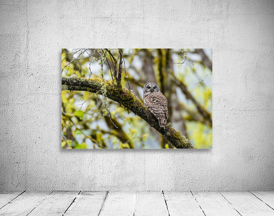 Barred Owl Wall Preview
