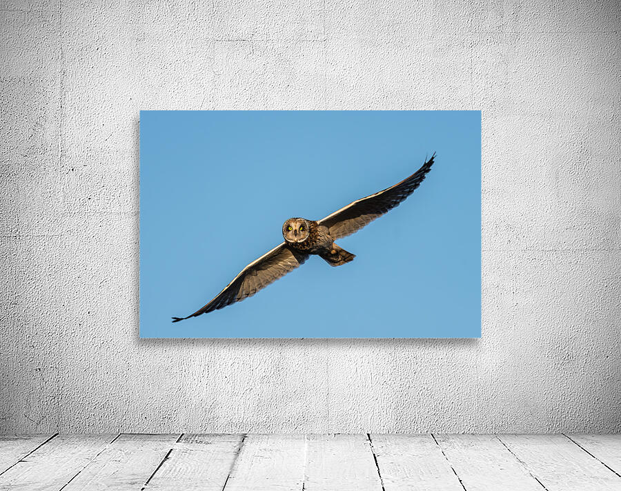 Short-eared Owl Wall Preview