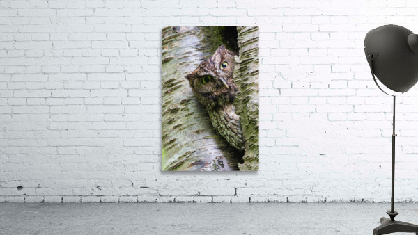 Western Screech Owl Wall Preview