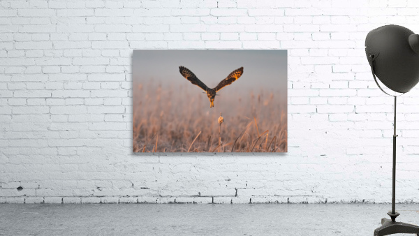 Short-eared Owl Wall Preview
