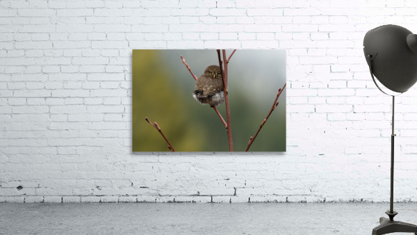 Northern Pygmy Owl Wall Preview