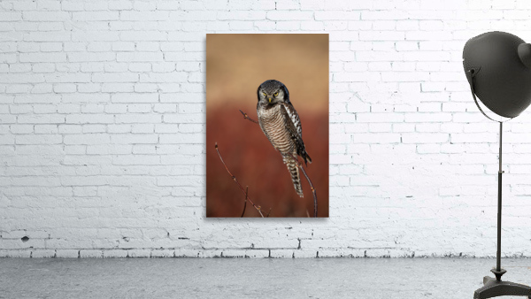 Northern Hawk Owl Wall Preview