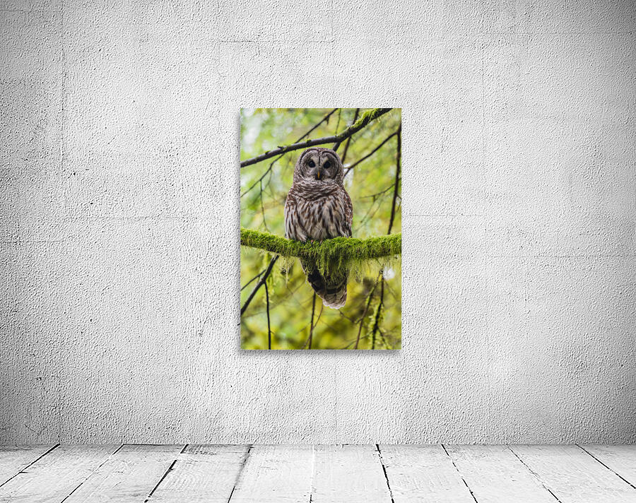 Barred Owl Wall Preview