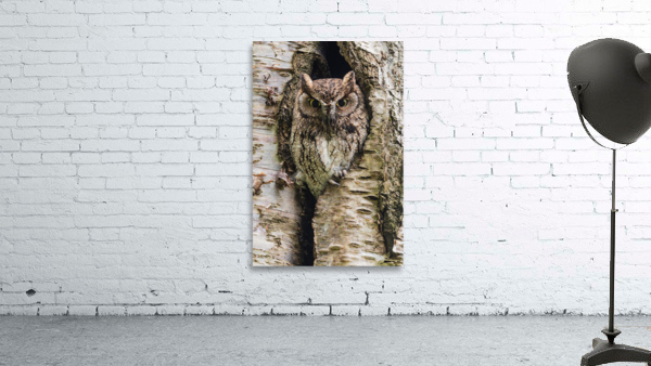 Western Screech Owl Wall Preview