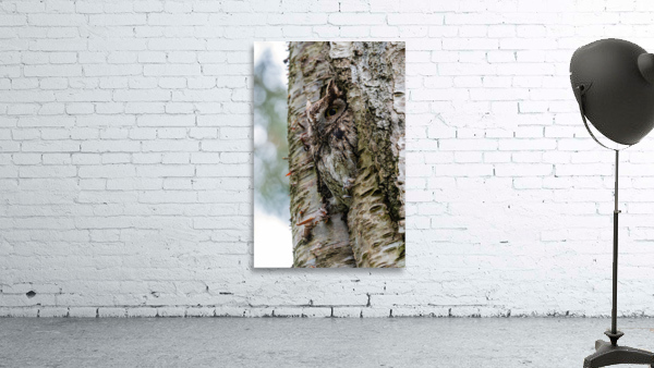 Western Screech Owl Wall Preview
