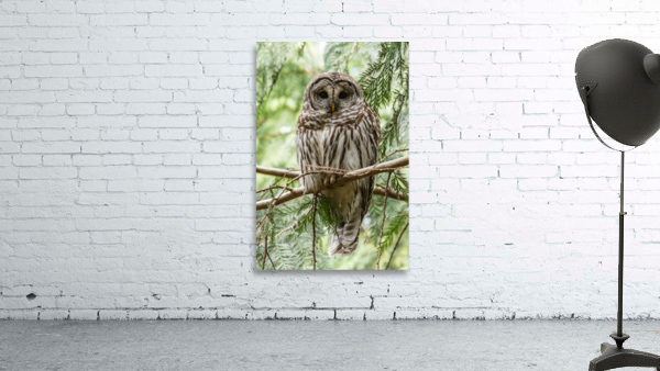 Barred Owl Wall Preview