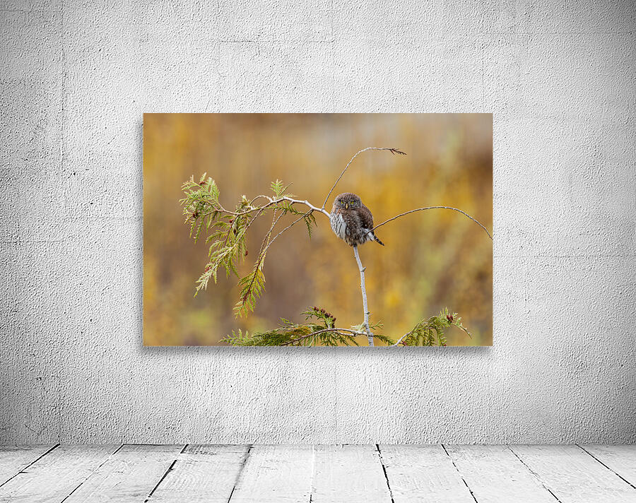 Northern Pygmy Owl Wall Preview