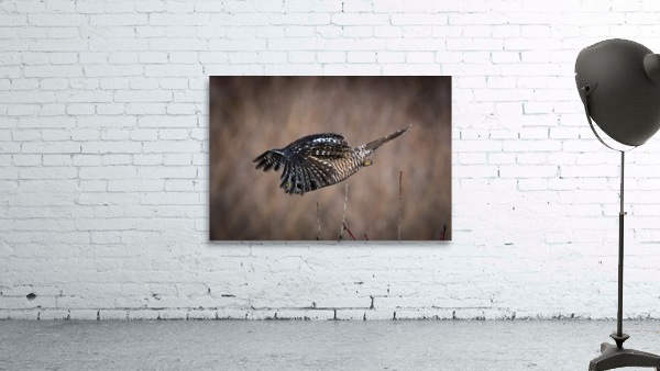 Northern Hawk Owl Wall Preview