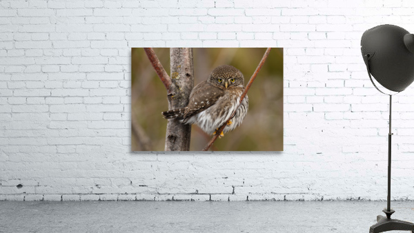 Northern Pygmy Owl Wall Preview