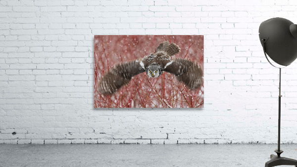 Northern Hawk Owl Wall Preview