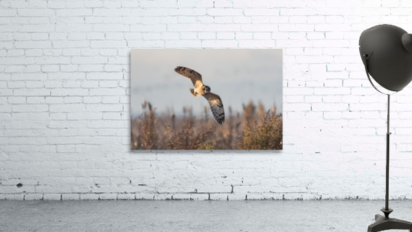 Short-eared Owl Wall Preview