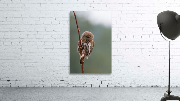 Northern Pygmy Owl Wall Preview