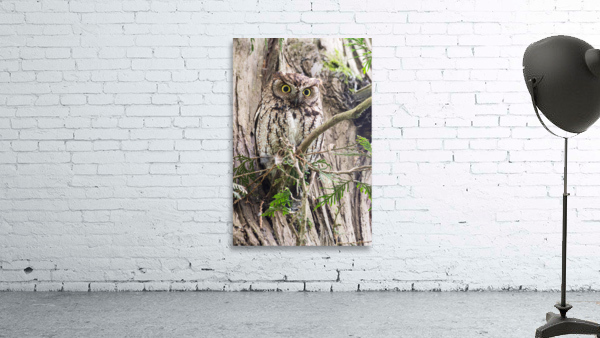 Western Screech Owl Wall Preview