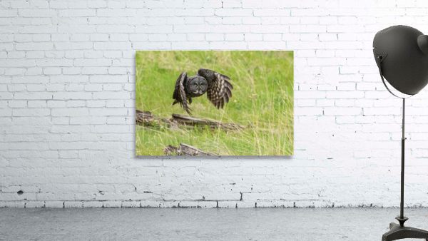 Great Gray Owl Wall Preview