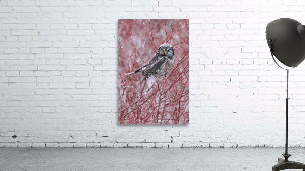 Northern Hawk Owl Wall Preview