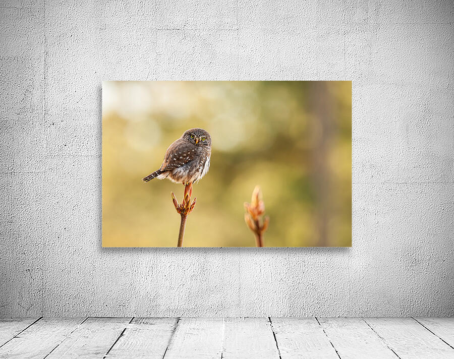 Northern Pygmy Owl Wall Preview