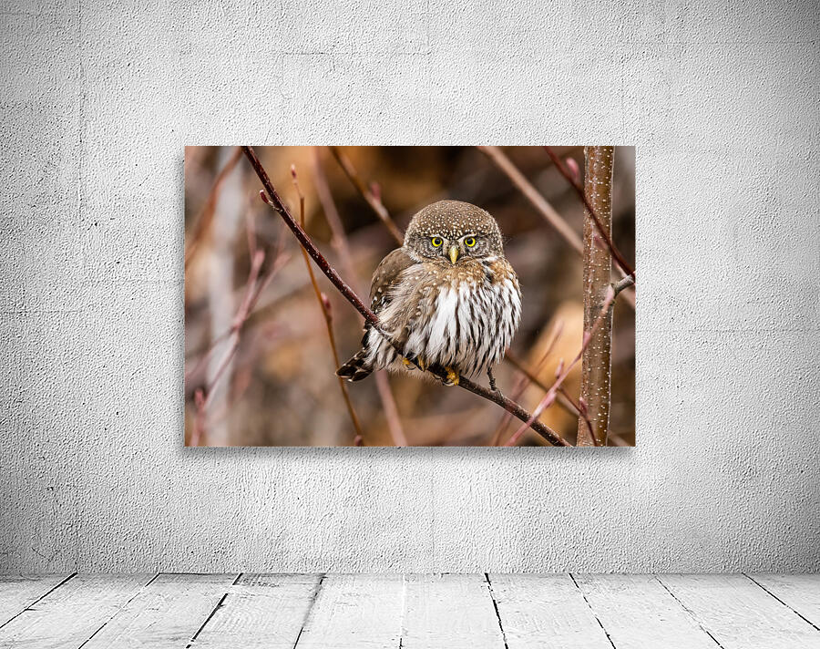 Northern Pygmy Owl Wall Preview