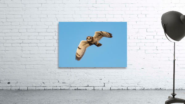 Short-eared Owl Wall Preview