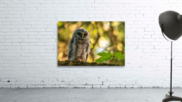Barred Owl Wall Preview