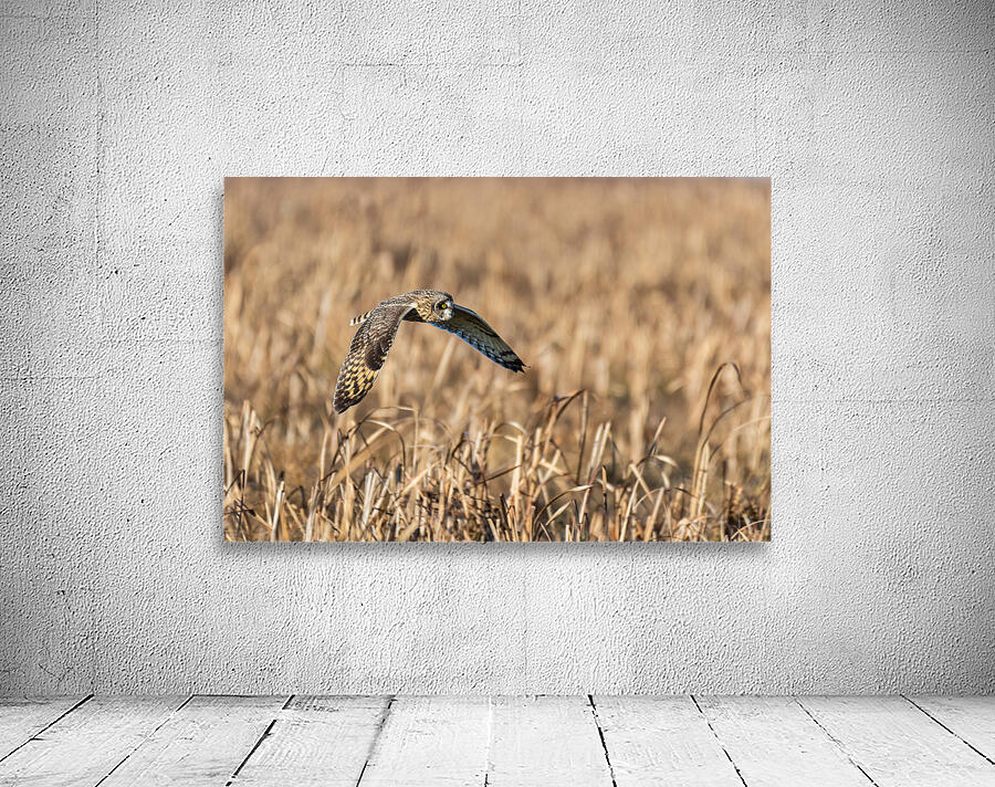 Short-eared Owl Wall Preview