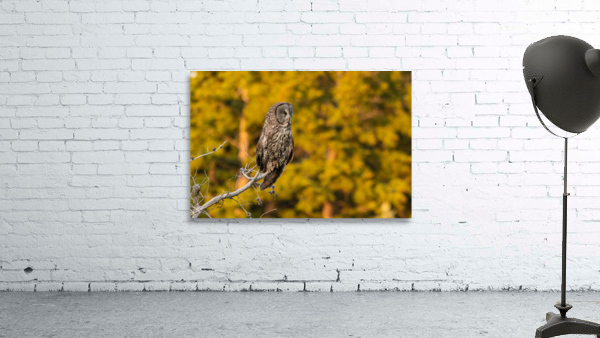 Great Gray Owl Wall Preview