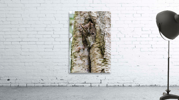 Western Screech Owl Wall Preview