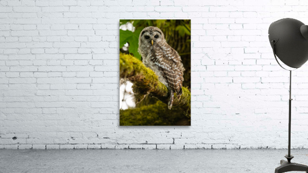 Barred Owlet Wall Preview