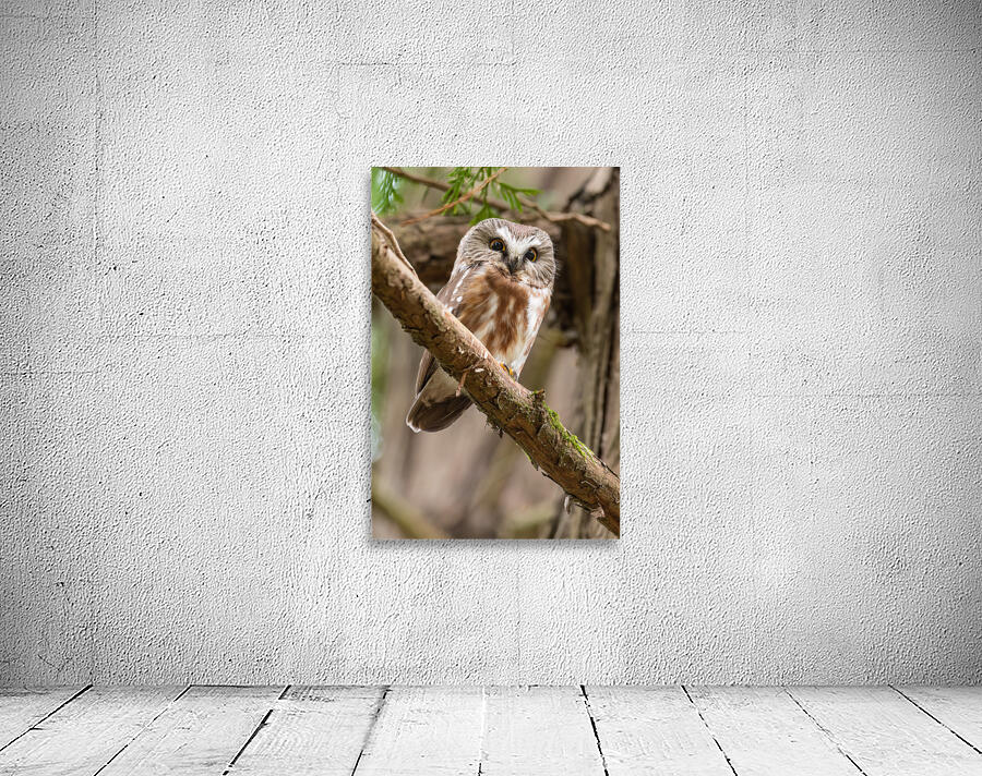 Northern Saw-Whet Owl Wall Preview