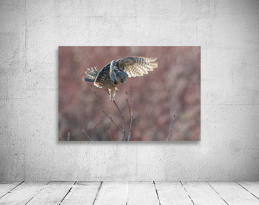 Northern Hawk Owl Wall Preview