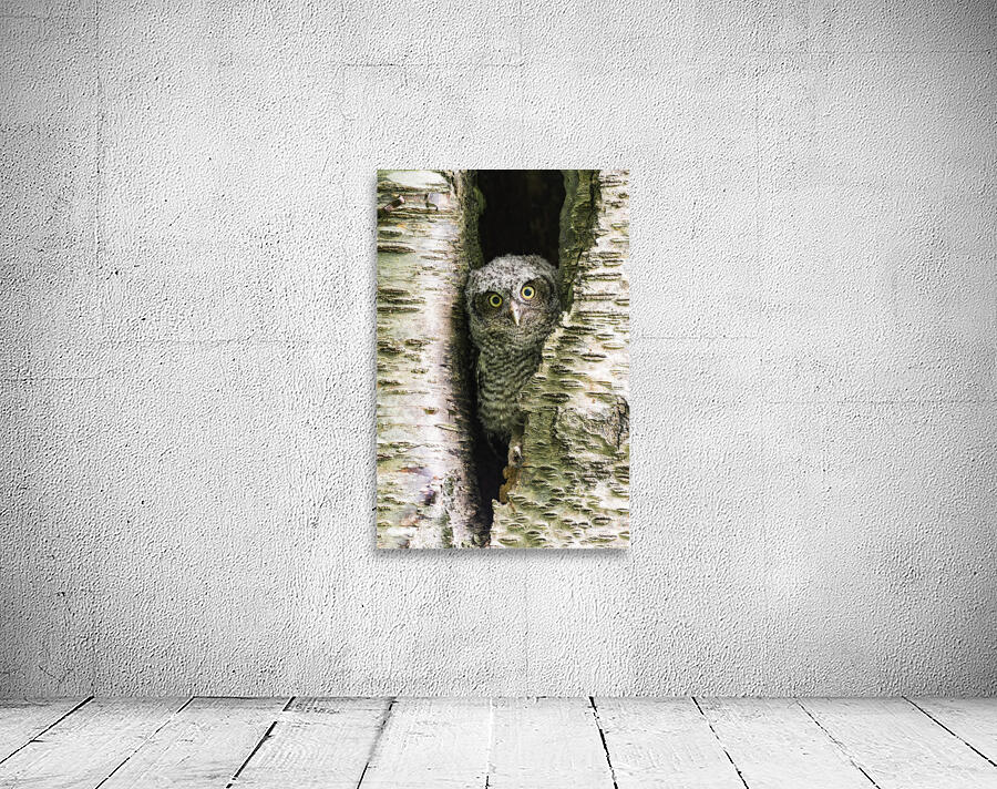 Western Screech Owlet Wall Preview