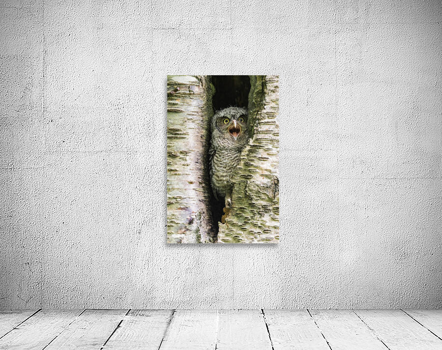 Western Screech Owlet Wall Preview