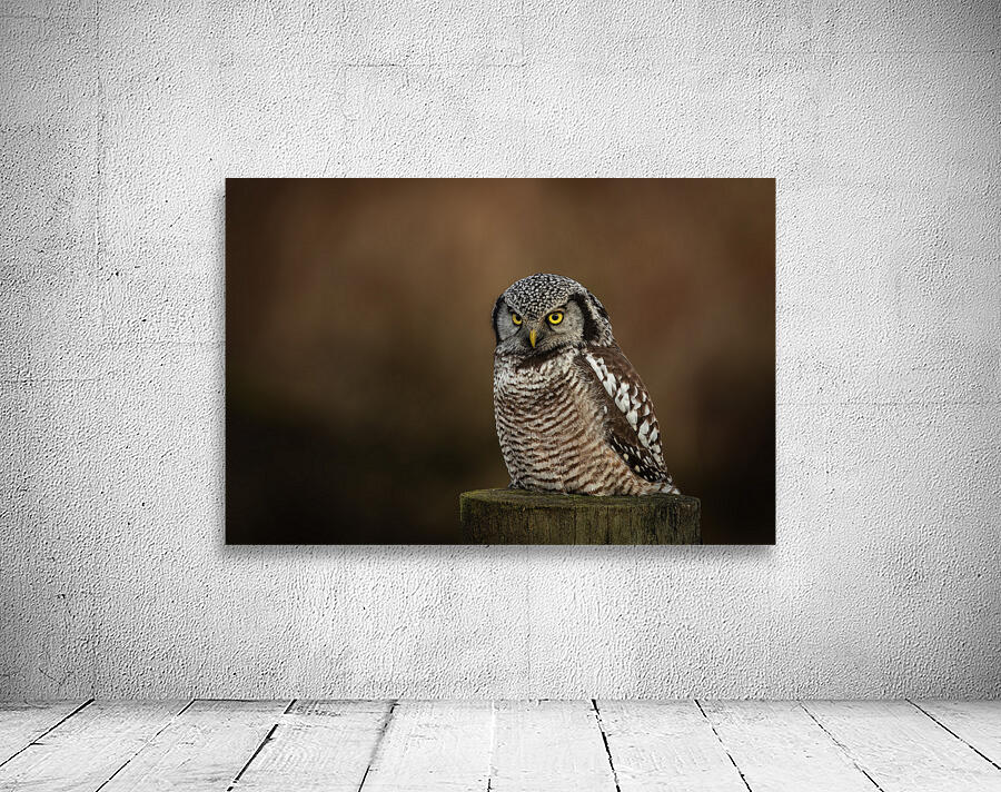 Northern Hawk Owl Wall Preview
