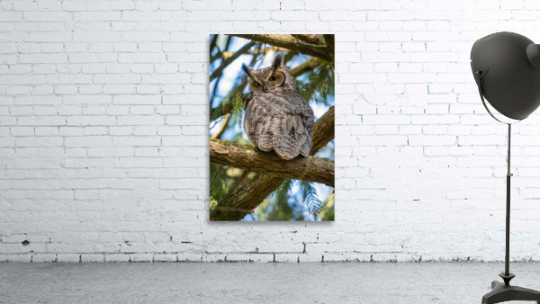 Great Horned Owl Wall Preview
