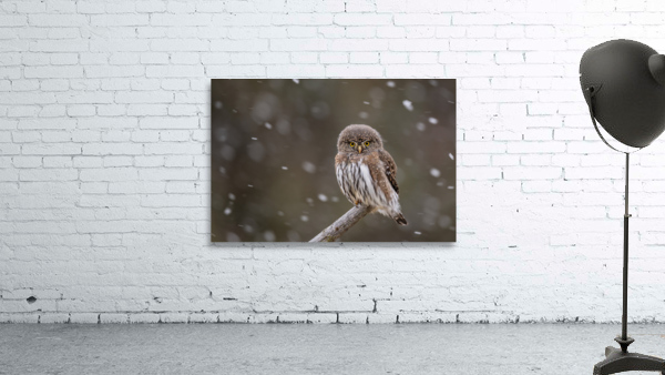 Northern Pygmy Owl Wall Preview