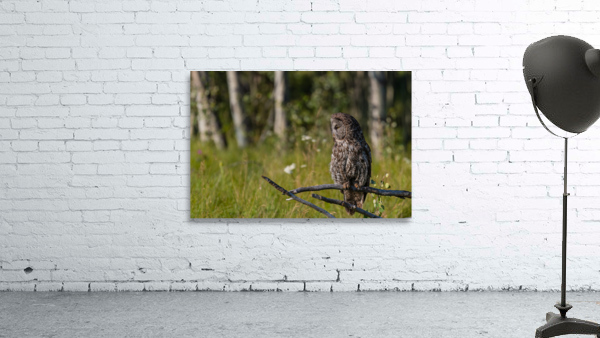 Great Gray Owl Wall Preview