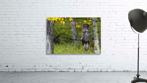 Great Gray Owl Wall Preview
