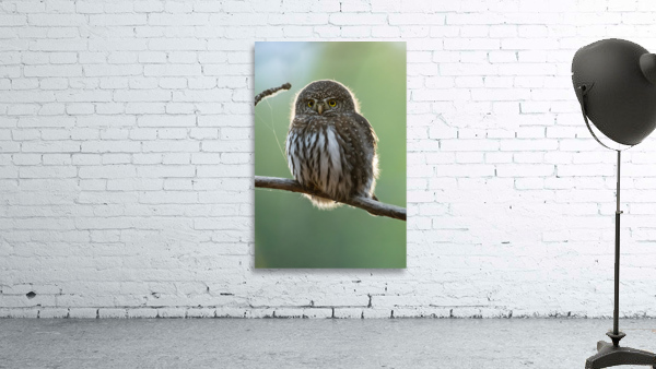 Northern Pygmy Owl Wall Preview