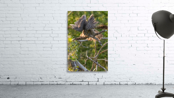 Great Gray Owlet Wall Preview