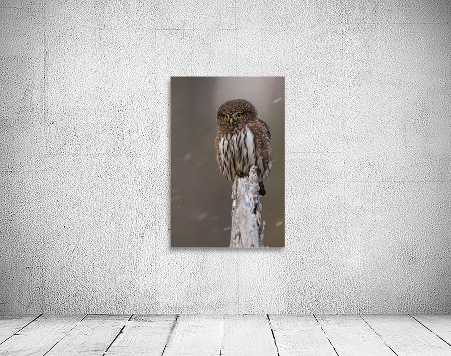 Northern Pygmy Owl Wall Preview