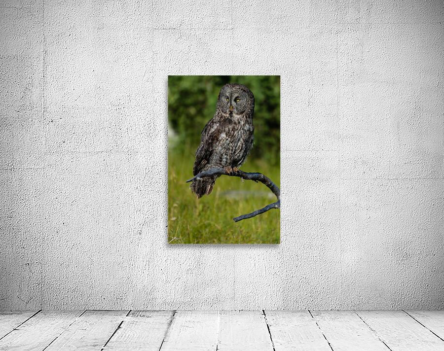Great Gray Owl Wall Preview