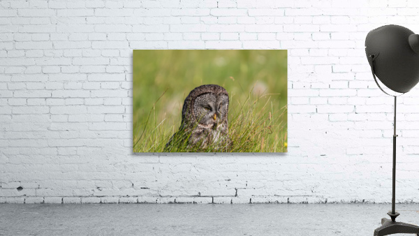 Great Gray Owl Wall Preview