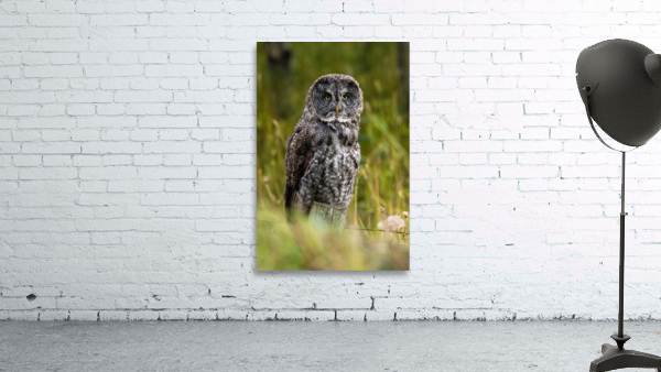 Great Gray Owl Wall Preview