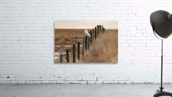 Snowy Owl Wall Preview