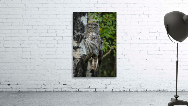 Great Gray Owl Wall Preview