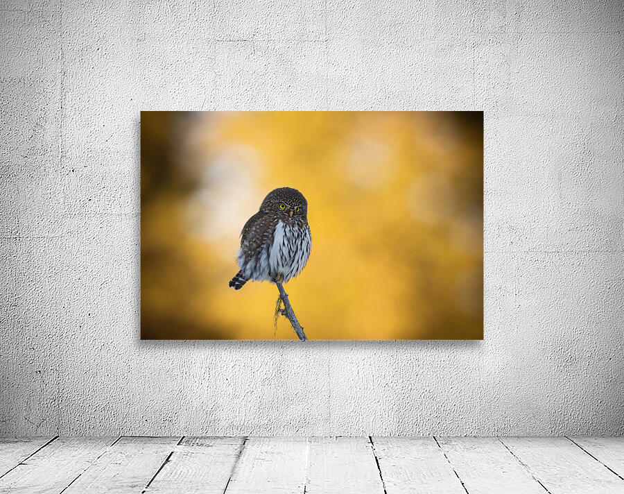 Northern Pygmy Owl Wall Preview