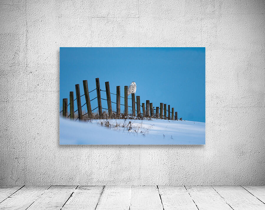 Snowy Owl Wall Preview