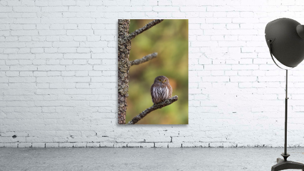 Northern Pygmy Owl Wall Preview