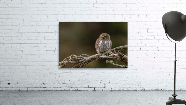 Northern Pygmy Owl Wall Preview